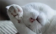 猫夜晚叫声跟小孩哭是咋回事