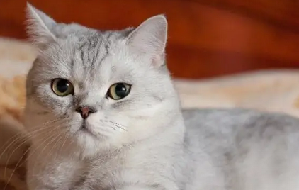 猫体外驱虫后毛不干
