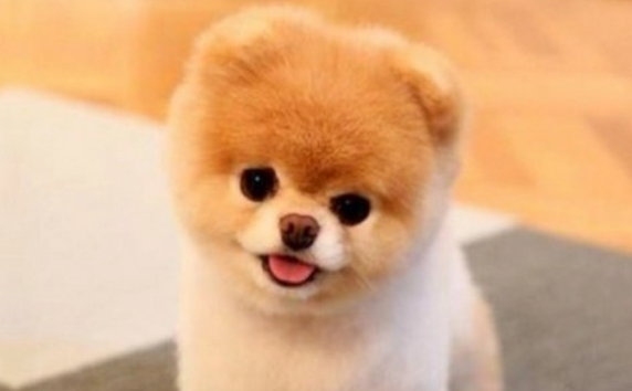 成年俊介犬长啥样图片 成年俊介犬长啥样图片