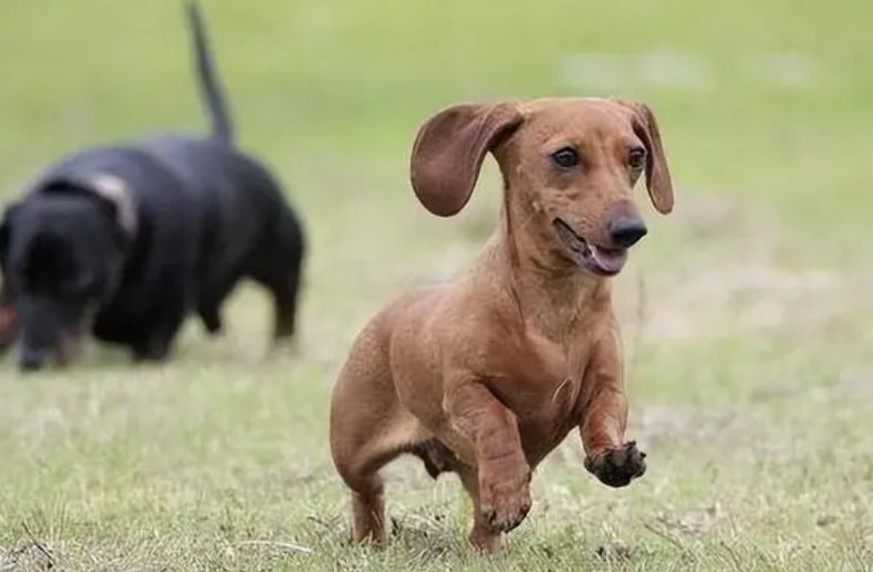 短毛小型犬介绍有哪些