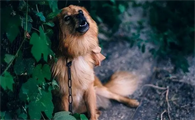 狗狗有预感被送走吗