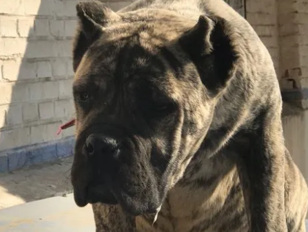 虎皮卡斯罗犬和黑色卡斯罗的区别