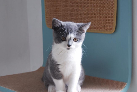 猫突然口吐白沫吧唧嘴怎么办 猫突然口吐白沫吧唧嘴怎么办