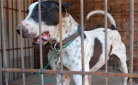 库达犬和藏赘谁厉害一点