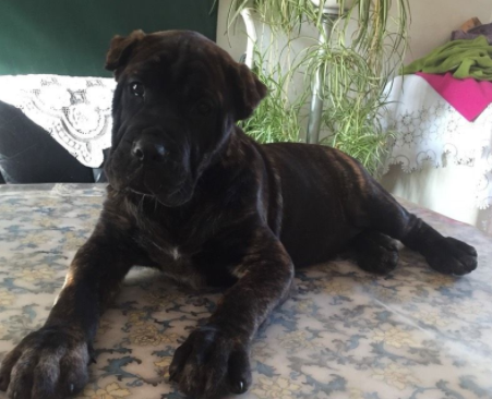 虎皮卡斯罗犬名字大全