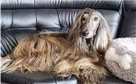 看完这些理由，对阿富汗猎犬有点动心了...