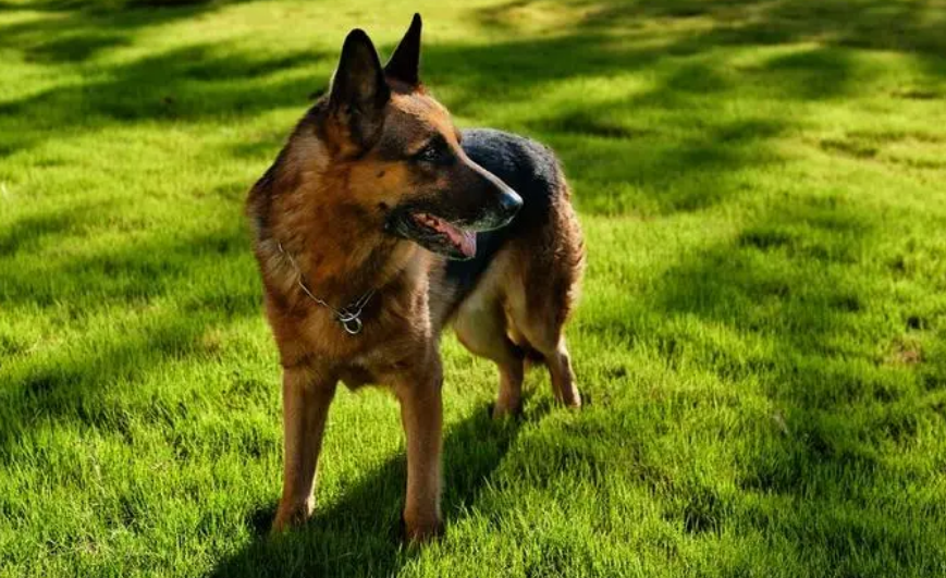 中华田园犬可以做警犬吗 中华田园犬可以做警犬吗