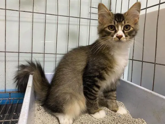 雀猫为什么稀少 雀猫为什么稀少