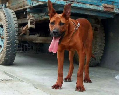 莱州红犬有几个品种