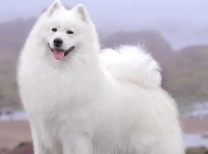 萨摩耶犬优点和缺点