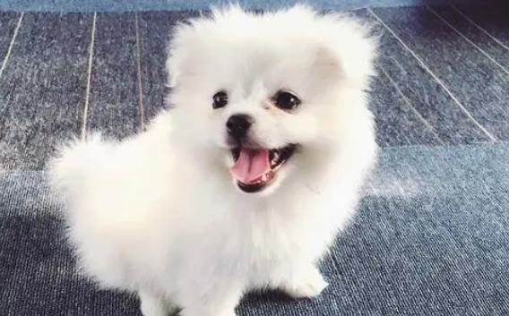 流血狗材料有什么用 流血狗材料有什么用