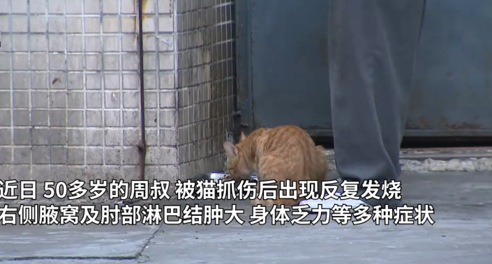 男子被猫抓伤后确诊“猫抓病”! 男子被猫抓伤后确诊“猫抓病”!