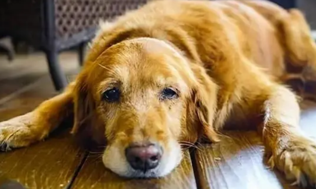 狗狗得细小一般夜里死