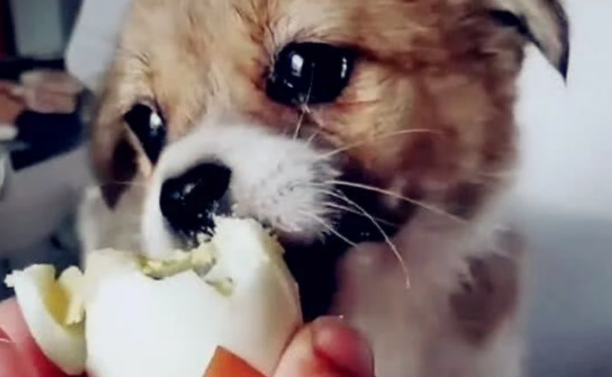 狗可以吃生鸡蛋吗