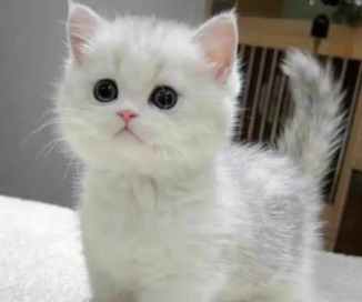 科普 | 猫咪发情期以及为何不建议撸猫 科普 | 猫咪发情期以及为何不建议撸猫