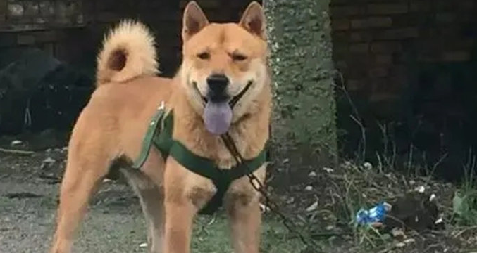 狗王有几根须 狗王有几根须