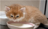 1个月小猫能喝酸奶吗