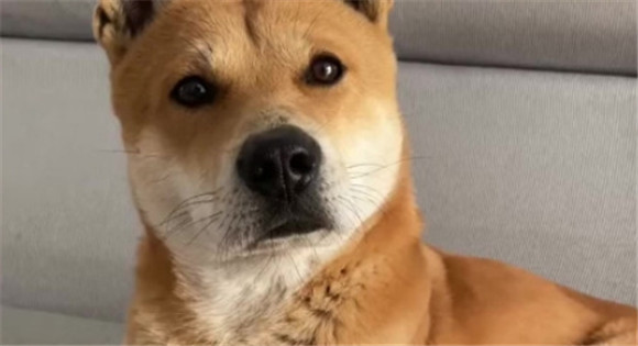 黄狗白脸是旺家犬吗