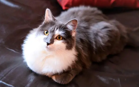 2个月的猫咪怎么喂养