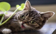 美国网红猫迈克