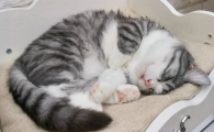 猫养不熟的表现