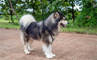 巨型犬多少钱一只