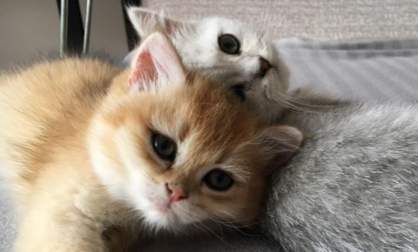 唧唧的猫抄袭谁的小说事件