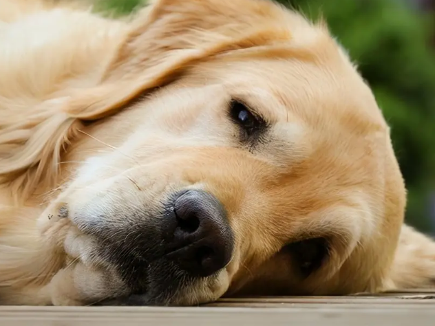 繁殖犬的悲惨命运子宫脱落 繁殖犬的悲惨命运子宫脱落
