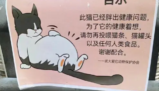 猫为什么经常端详自己的通缉令？