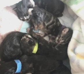 猫妈妈产后没有胃口不吃猫粮,恢复食欲时间与喂养策略 猫妈妈产后没有胃口不吃猫粮,恢复食欲时间与喂养策略