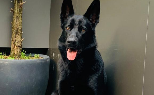 黑狼犬喂什么食物最好