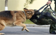 退役警犬领养后有生活费吗
