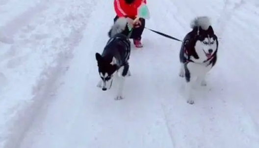 主人让哈士奇拉着自己在雪地里玩,结果令人心疼 主人让哈士奇拉着自己在雪地里玩,结果令人心疼