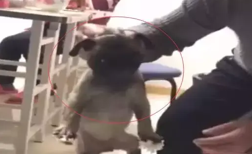 狗狗见主人们吃饭,它也跑到电饭锅里面吃起来,被抓后懵了 狗狗见主人们吃饭,它也跑到电饭锅里面吃起来,被抓后懵了