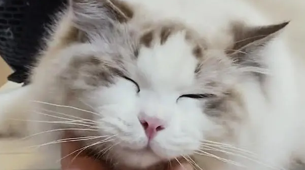 猫眼睛一边眯着眼一边正常