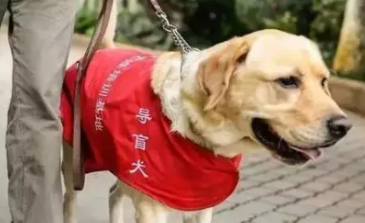 盲人带导盲犬上地铁被拒 盲人带导盲犬上地铁被拒