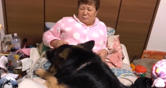 德牧都5岁了,还要女主抱着睡,这家伙是个“妈宝男”吧 德牧都5岁了,还要女主抱着睡,这家伙是个“妈宝男”吧