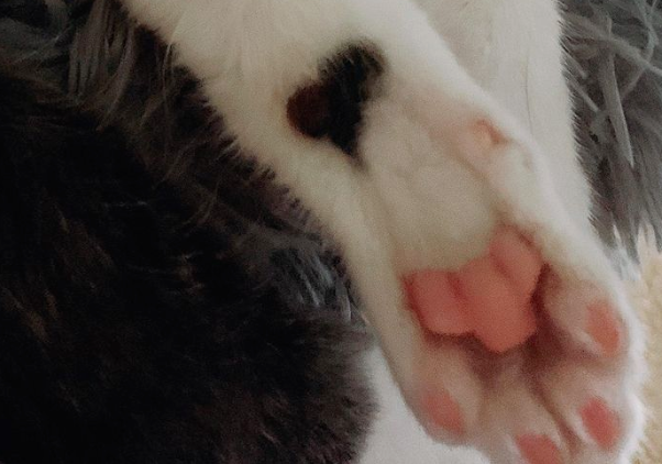 领养了只猫咪,竟浑身长满“爱心”,丘比特转世吧! 领养了只猫咪,竟浑身长满“爱心”,丘比特转世吧!