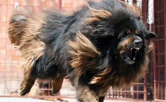 中国烈性犬名单