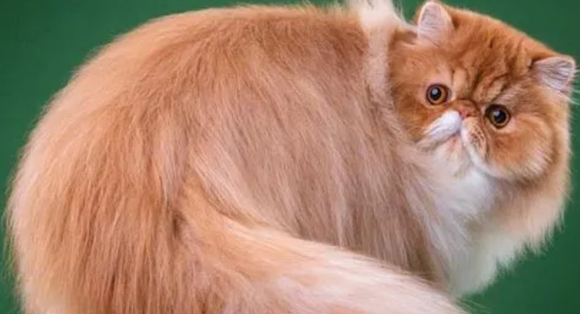 cfa猫比赛报名费多少 cfa猫比赛报名费多少