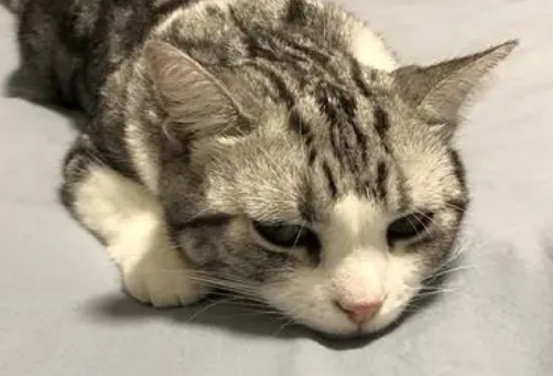猫突然不吃东西没精神