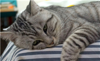 罗小猫猫子赵若霖多少岁