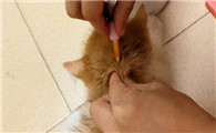 猫一定要打疫苗吗