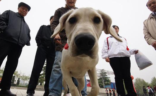 导盲犬寄养家庭 导盲犬寄养家庭
