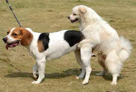 繁殖犬为什么走不了路
