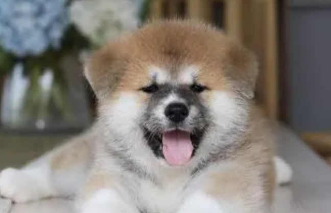 日本国犬是什么品种 日本国犬是什么品种