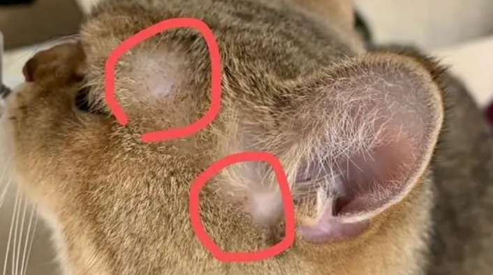 猫藓没有绿色荧光是不是好了 猫藓没有绿色荧光是不是好了