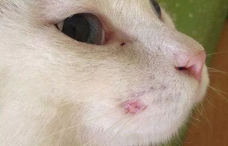 猫藓会自愈吗