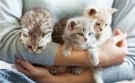 最适合陪伴孩子的猫