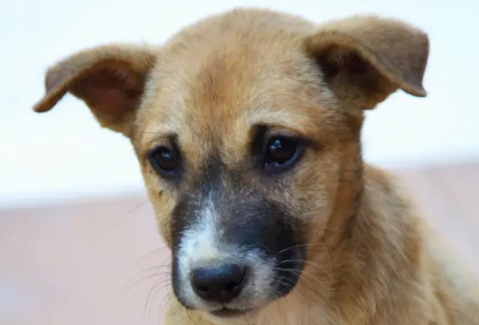 广西士猎犬多少钱一只 广西士猎犬多少钱一只
